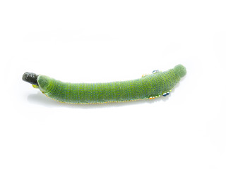 Caterpillar of great orange tip butterfly
