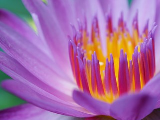 Closeup Lotus flower