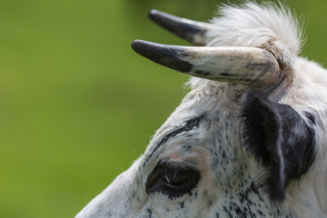 Gros plan sur la vache Vosgienne