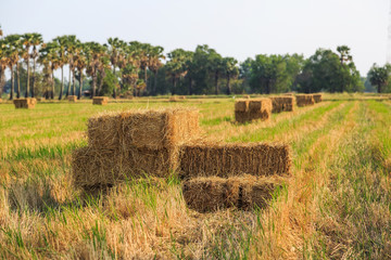 Rice straw bale