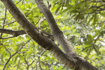 Squirrel  lying on a tree