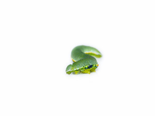 Caterpillar of great orange tip butterfly
