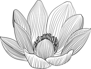 Lineart lotus flower line illustration. Vector abstract black and white floral background