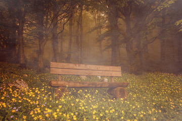 Isolated bench under beech tree branches. Panoramic view of misty wood.