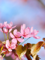 Obraz premium Pink Sakura Flowers