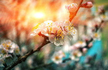  pink flowers at sunset, close-up. Spring bloom trees.