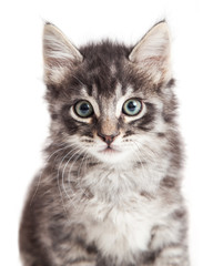 Closeup portrait black tabby kitten