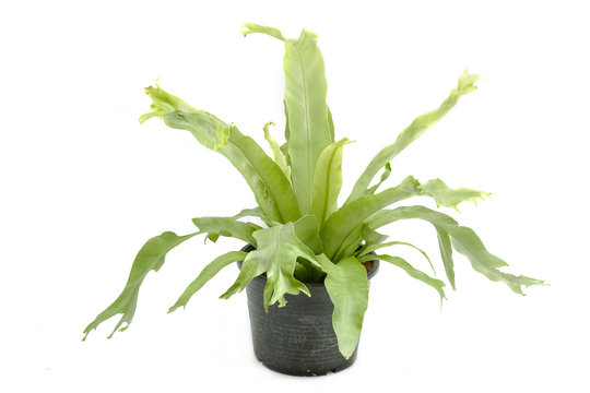 fern,the plant in a pot on white background