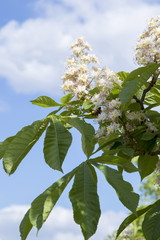 chestnut flowers