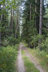 Fototapeta na wymiar Road in the forest, summer landscape