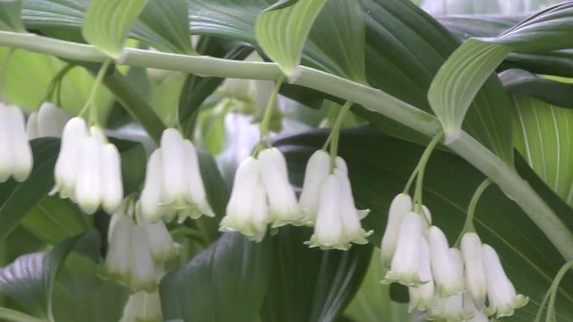 White flowers-bells Solomon's seal in spring morning