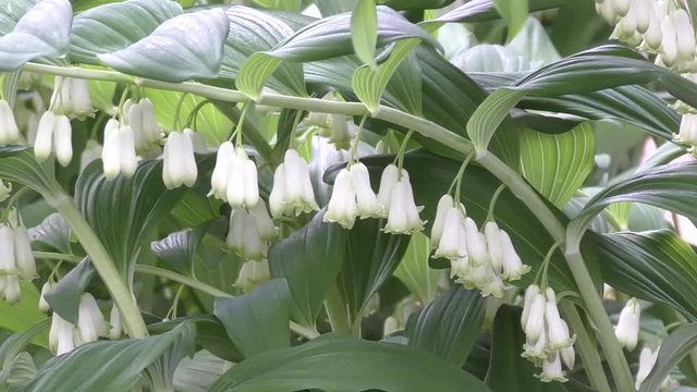 White flowers-bells Solomon's seal in spring morning