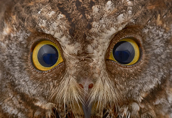 closeup of owl face