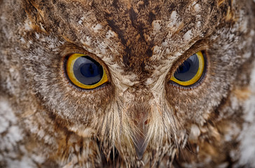 closeup of owl face