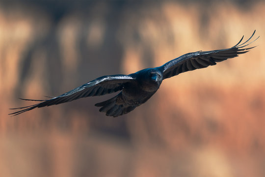 Common raven in flight