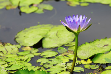 Lotus flowers in pond