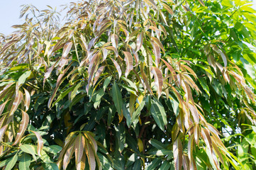 Mango tree out new leaves.