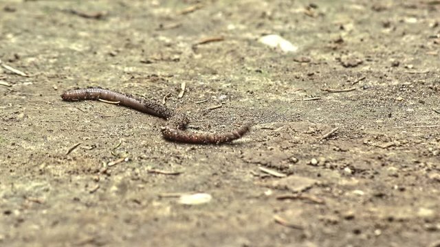 Earth worm on a dried ground

