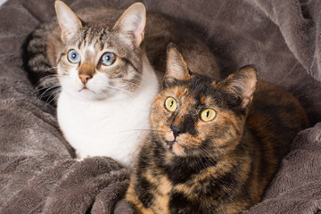 fun looking cats