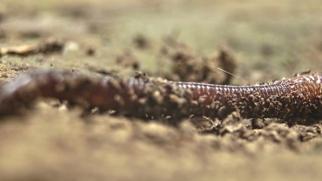 Earth worm on a dried ground
