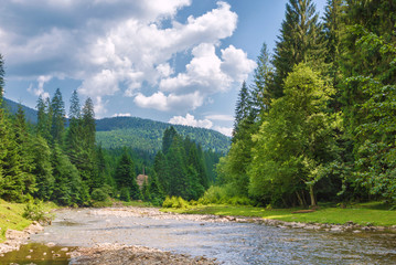 Mountain river in the forest