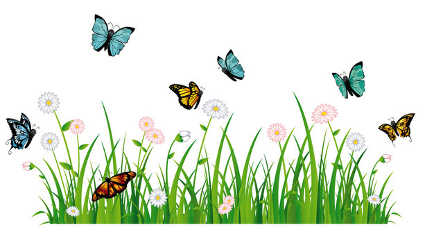 Schmetterlinge auf Sommerwiese