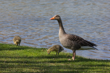 Wildgans, Graugans mit zwei Jungen am Seeufer