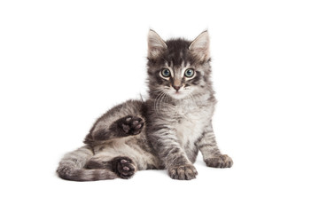 Obraz premium Cute kitten with back paws up on white
