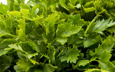 Macro view of fresh green parsley leaves