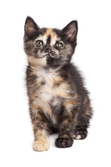 Cute tortie kitty sitting on white background