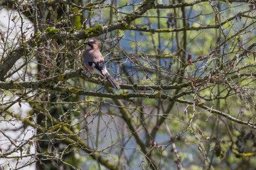Eichelhäher, Garrulus glandarius