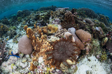 Crown of Thorns Starfish Feeding on Corals