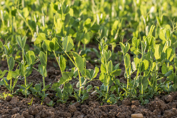 Row young Peas Plant in a vegetable bed of Garden at Sunset