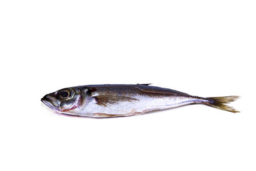 mackerel