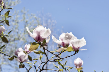 Beautiful Flowers of a Magnolia Tree