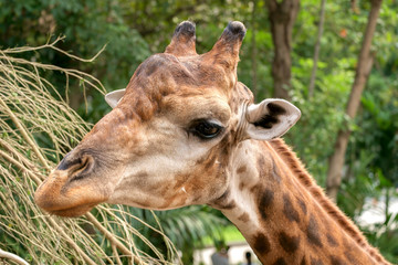 Giraffe / Close up of giraffe head. Focus on eye.