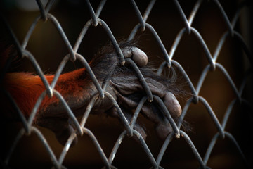Naklejka premium The illegal wildlife trade problem / Close up hand of monkey in cage. The illegal wildlife trade problem.