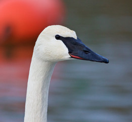 Beautiful portrait of a cute swan