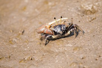 Fiddler Crab on the mud.