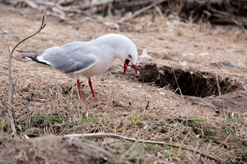 Red-billed Gull (Chroicocephalus scopulinus)