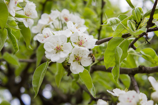 blooming pear tree
