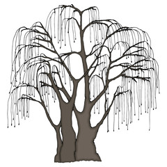 Big tree with long hanging twigs. Weeping willow or other. Color vector illustration. © oksenoyd_irina