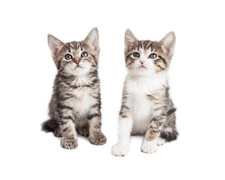 Two Baby Kittens Over White Background