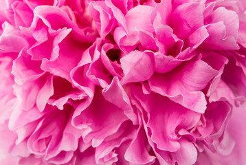 Closeup of beautiful pink peony.