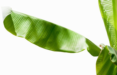 Green banana leaf tree isolate on white background