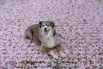australien shepherd dog lying upon cherry blossoms