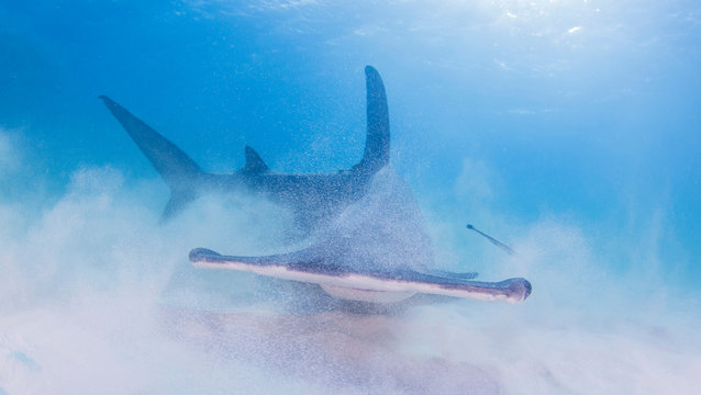 Great Hammerhead Shark stirring up sand on seabed