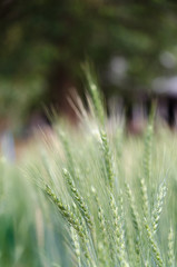 barlay green field,blur background