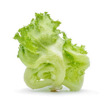 Green Iceberg lettuce with drops of water on white background.