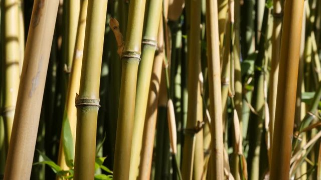 Field of Poaceae family bamboo plant stalks close-up 4K 3840X2160 30fps UltraHD video - Bambusoideae forest with a lot of young green plants 4K 2160p UHD footage 